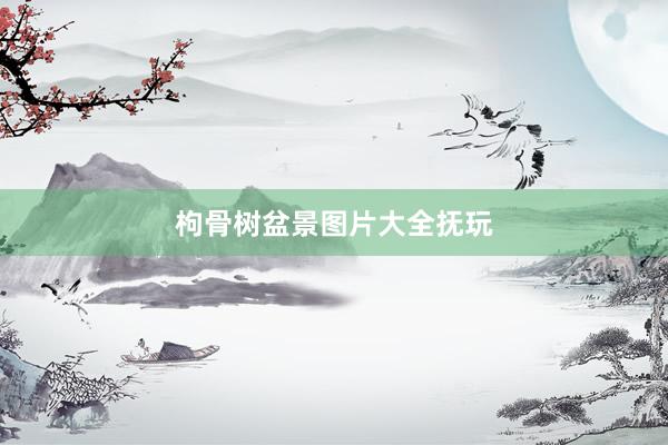 枸骨树盆景图片大全抚玩